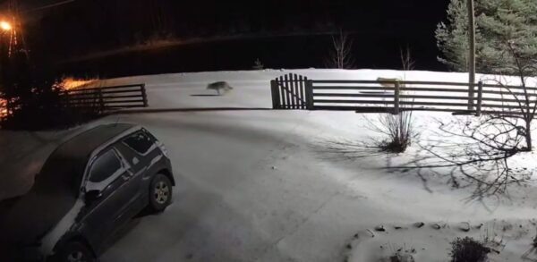 Школьнику из Карелии разрешили опаздывать на уроки из-за волков