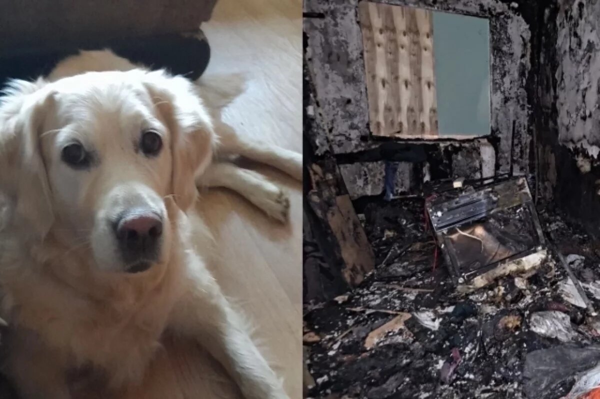    Золотистый ретривер Эмма появилась в семье красноярцев 8 лет назад