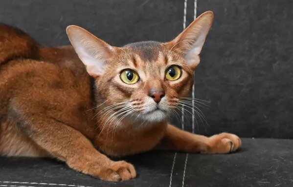 © Sputnik / Екатерина Чеснокова