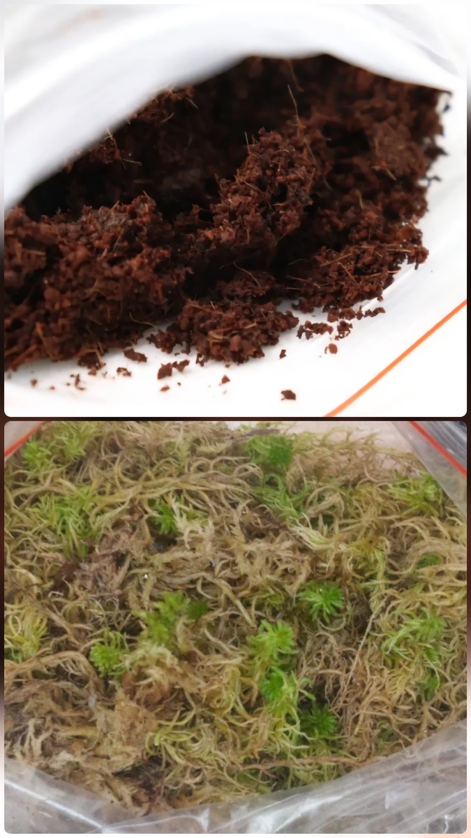 В террариуме должна быть влажность, это и для улиток важно, и чтобы мох не засыхал. Ещё раз в неделю рекомендуют мох отмачивать, чтобы он набрал в себя воду.