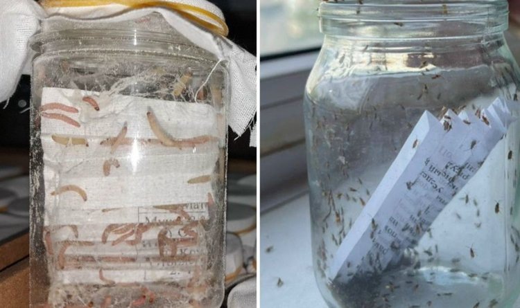    Фото: Пресс-центр ФГБУ Россельхозцентр по Ростовской области