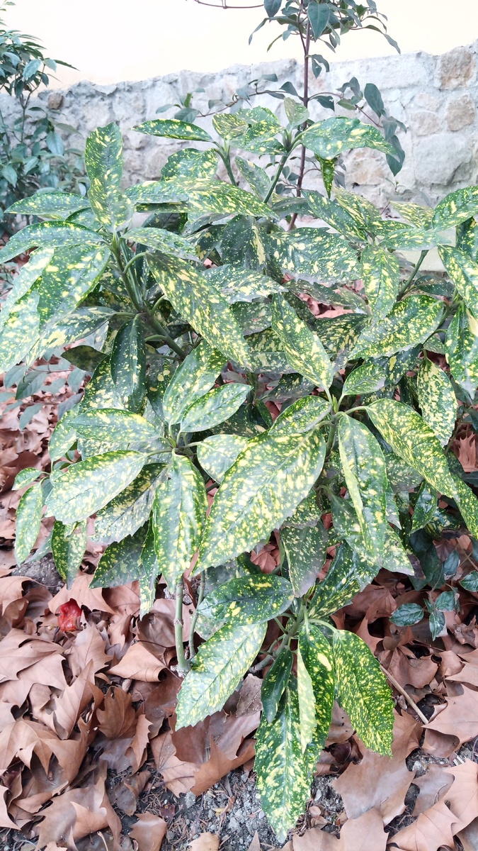 Аукуба. Фотография сделана мною в Ялте.