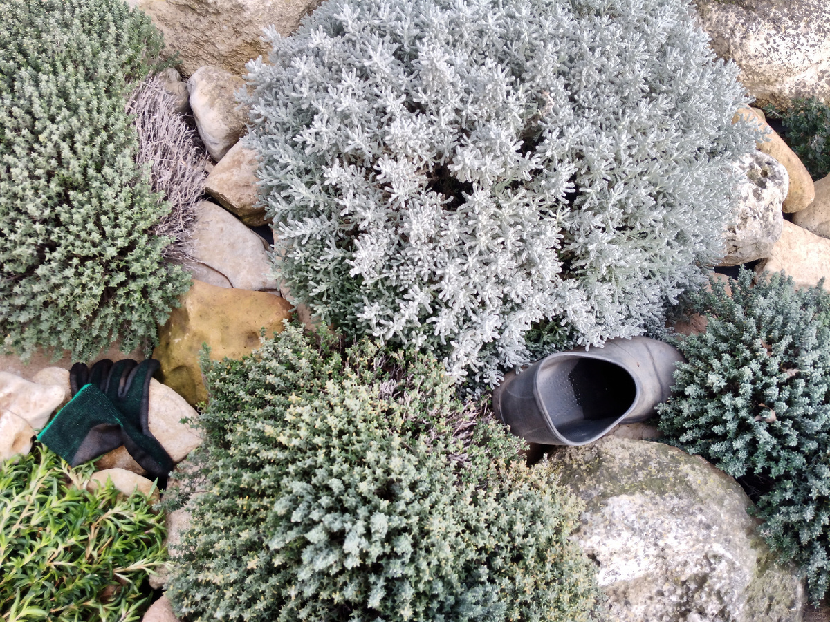 Обычная история - зайти в дом на чай, а потом найти перчатку и калошу где-нибудь в рокарии ).