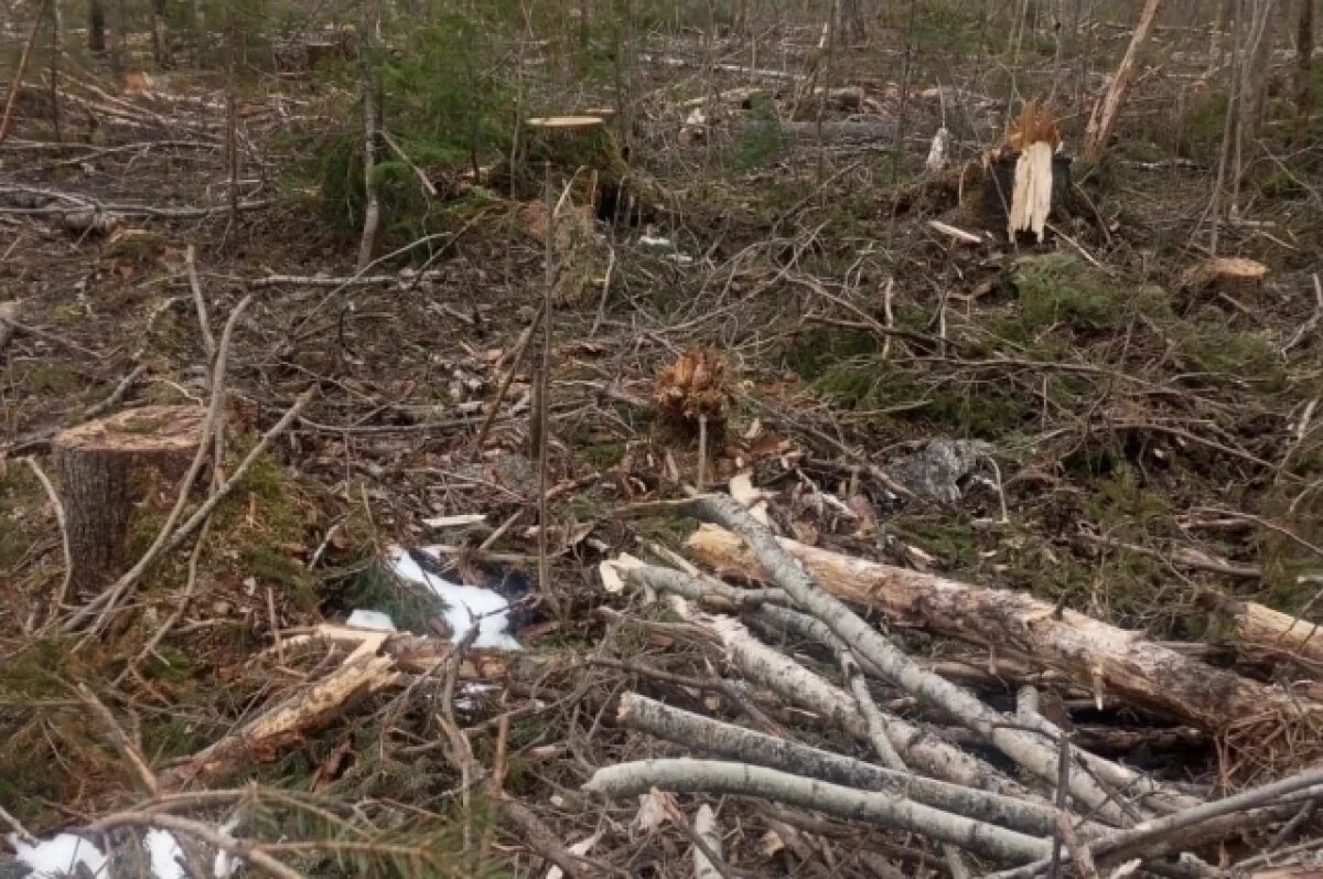    Директору нацпарка Куршская коса избрали домашний арест до марта