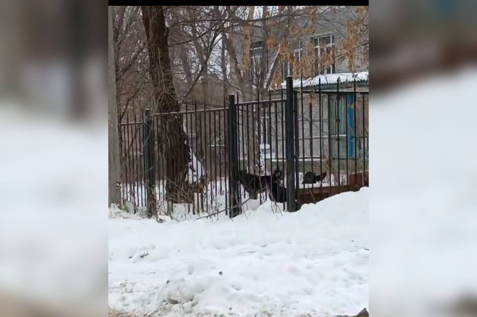    Стая агрессивных собак нападает на людей. Фото: предоставлено «КП-Самара»
