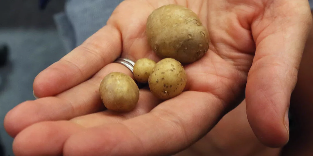 Почему урожай картофеля падает из года в год: деградация семенного материала, болезни или земля?