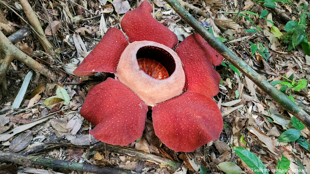 Раффлезия в Таиланде