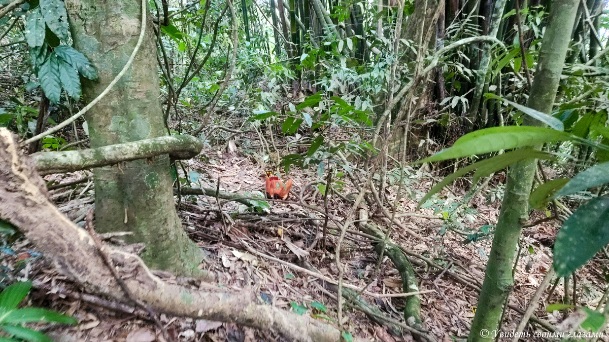 Только начавший распускаться цветок в джунглях