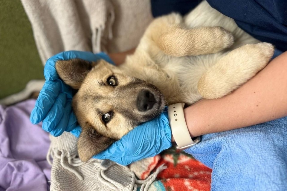    На данный момент больны 60 питомцев. Фото: Владпитомник