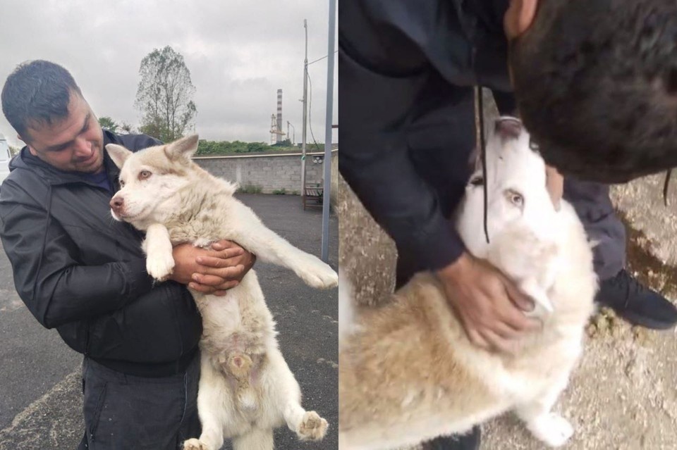    Хозяин нашел собаку благодаря сюжету в новостях. Фото: управление ветеринарии Северной Осетии