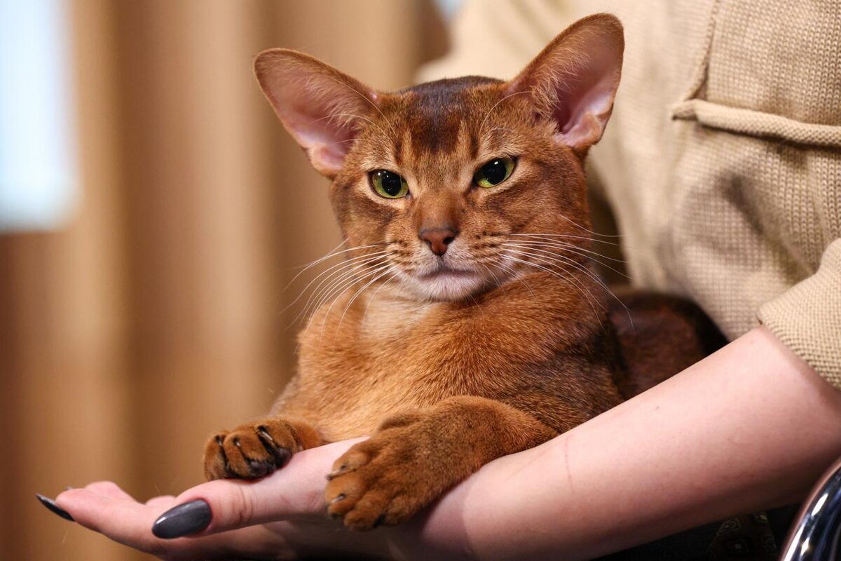    фото:© Сергей Булкин / ТАСС