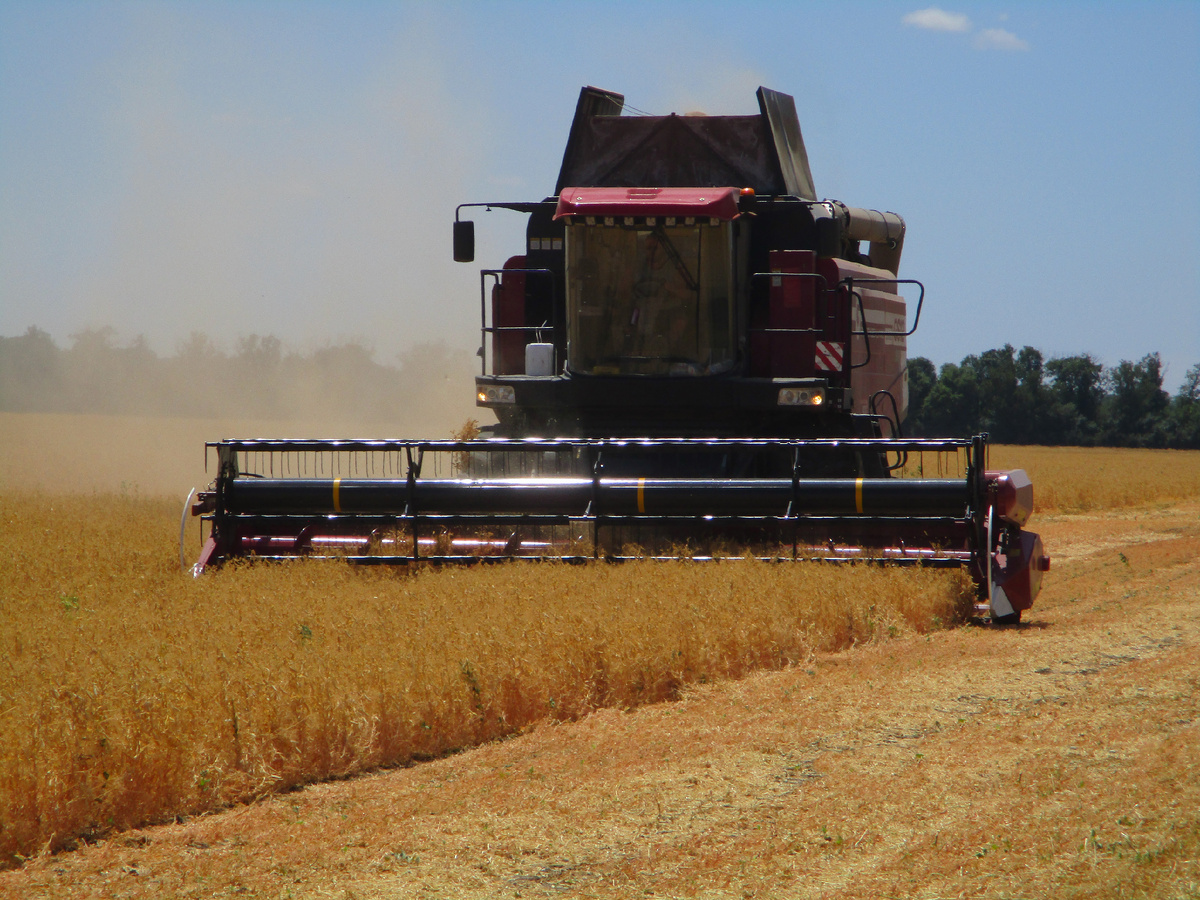 Уборка гороха Нордман