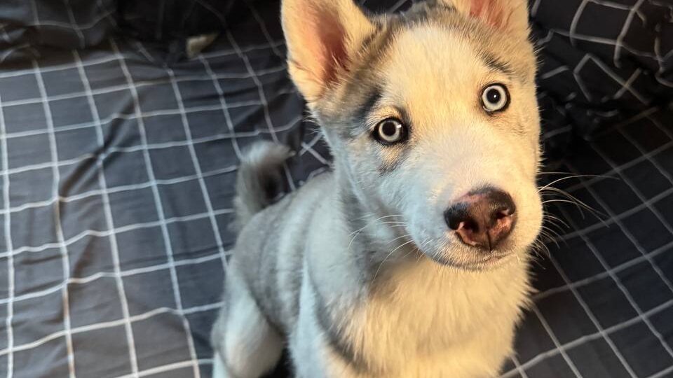 UPD... ПОЕХАЛ ДОМОЙ!!!!! Уж сколько сказано: никакая порода не гарантия счастливой жизни. Вот вам очередной случай