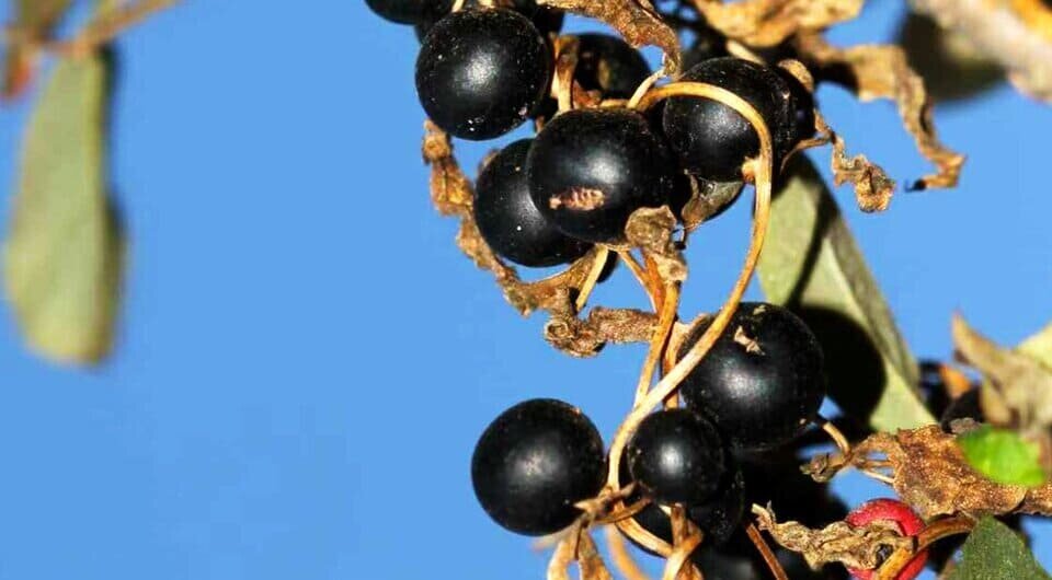   Gao Chen et al. / Proceedings of the National Academy of Sciences, 2026