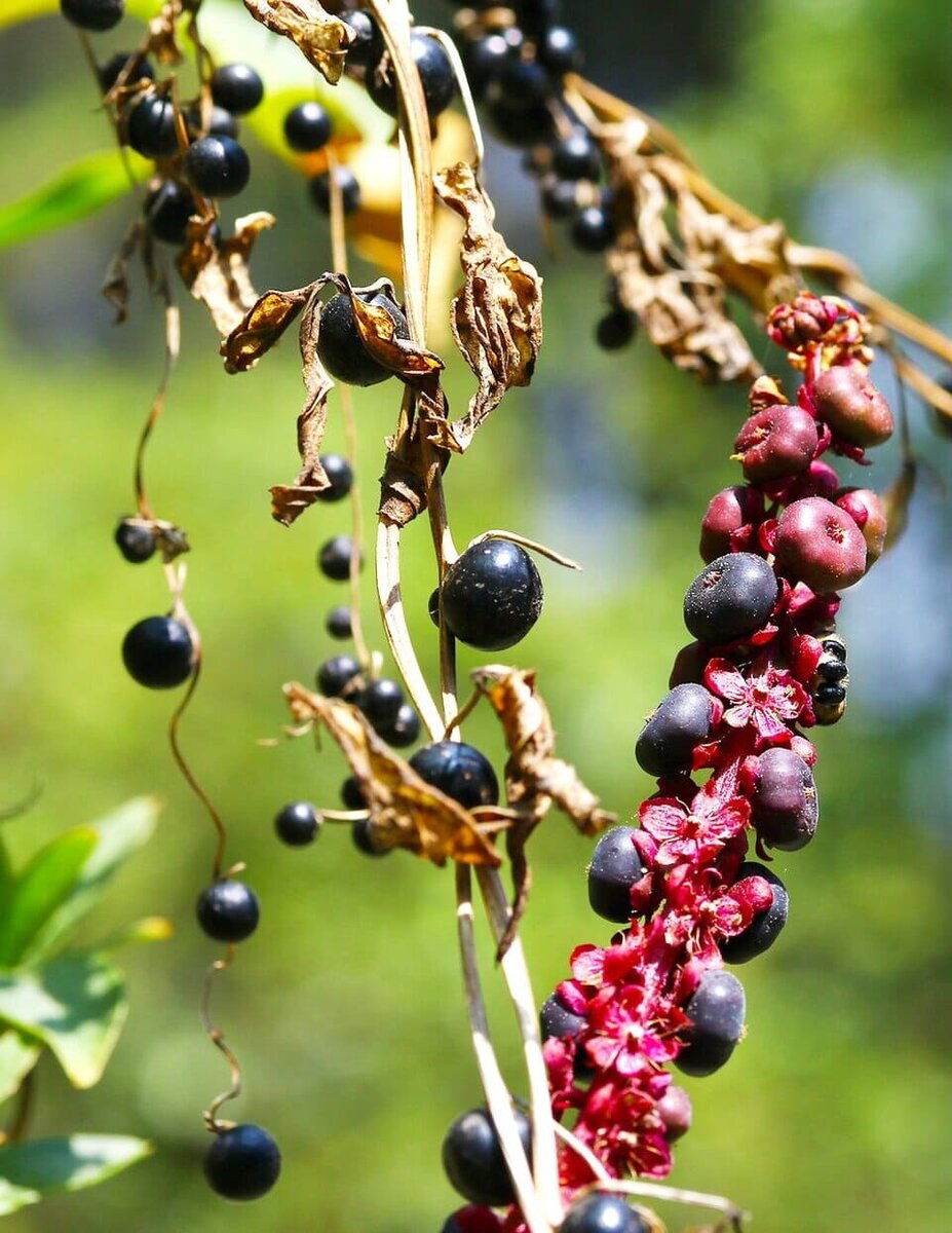   Gao Chen et al. / Proceedings of the National Academy of Sciences, 2026