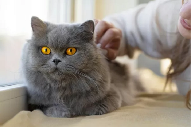 🐱10 признаков того, что кошка вас защищает