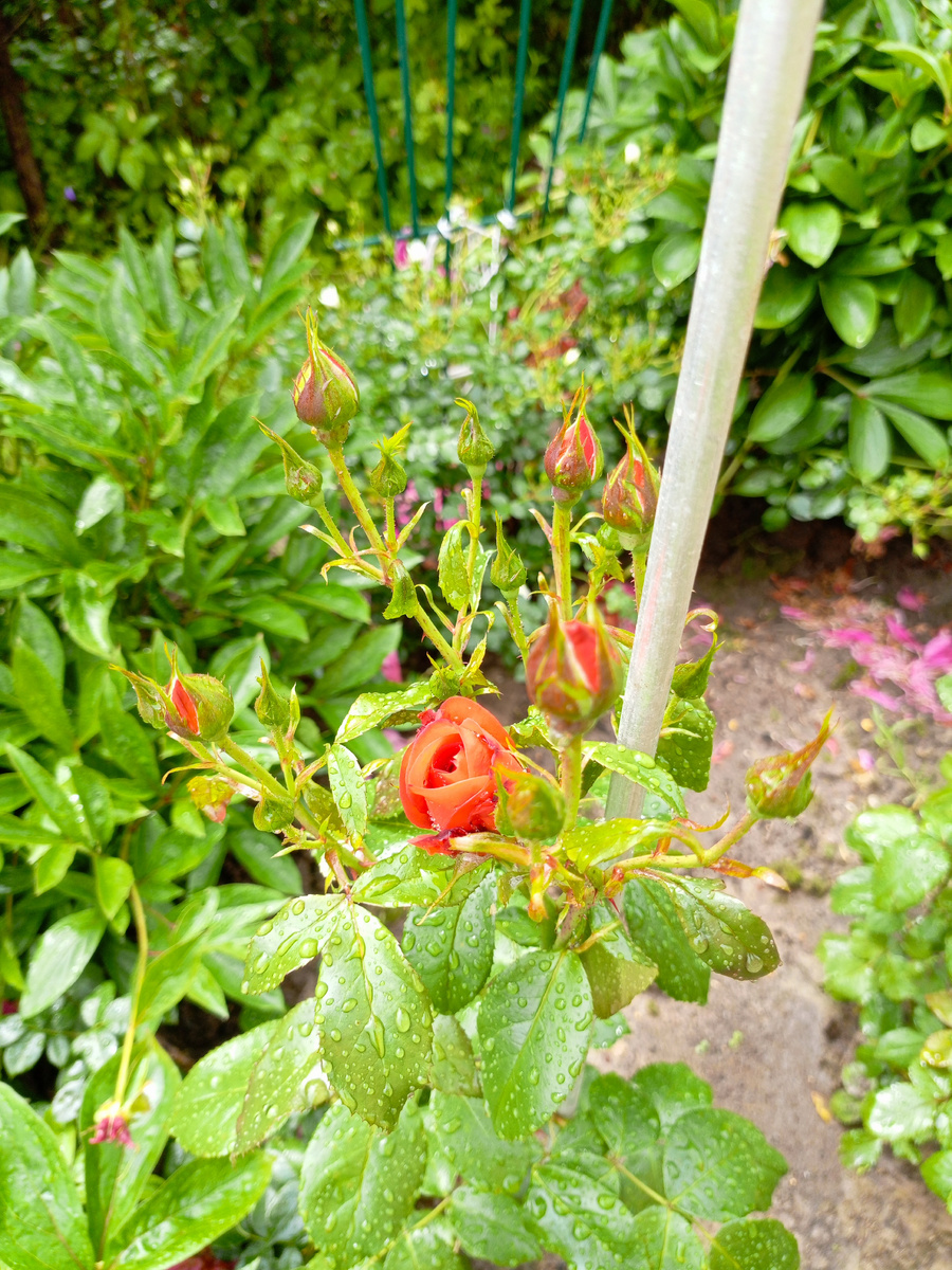 Alegria - в бутонах