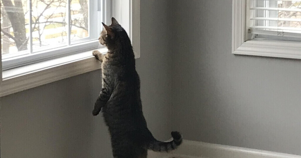 😻Как кошки узнают, когда хозяин возвращается домой?