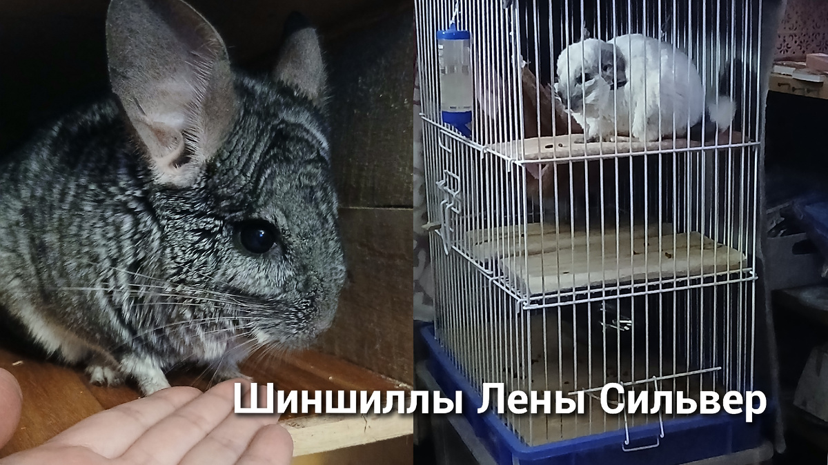 Мои шиншиллы