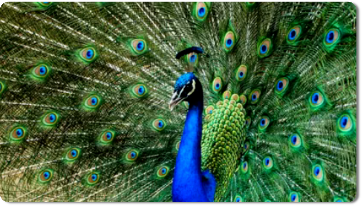 Павлин - одна из самых узнаваемых птиц мира благодаря своим впечатляющим верхним кроющим перьям хвоста, которые часто называют «павлиными»