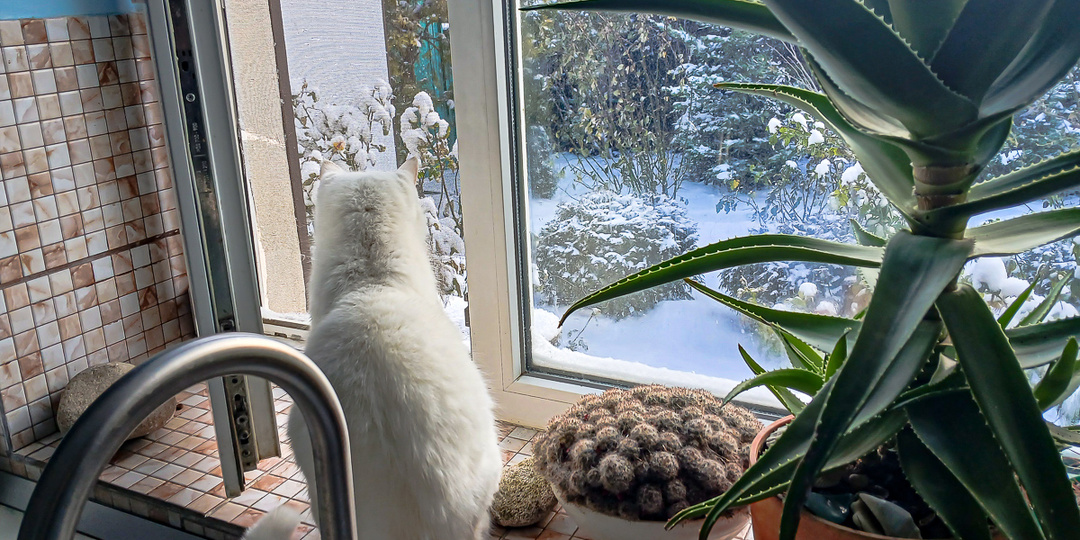 Так холодно в Старом Крыму, что кошек на улицу не выгонишь