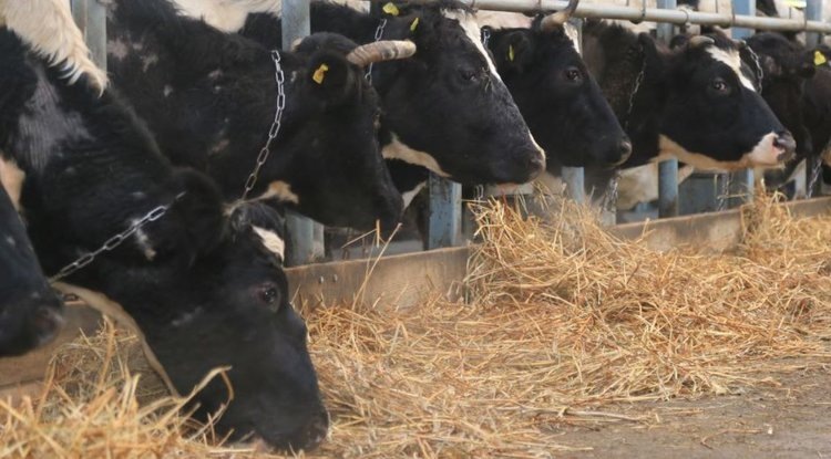 В Самарской области заработала современная молочная ферма, которая началась с нескольких коров и старого трактора