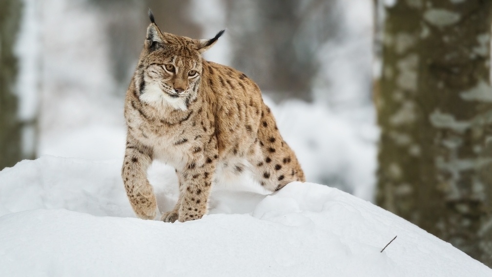 Снимок использован в иллюстративных целях. Фото: https://www.ohotniki.ru