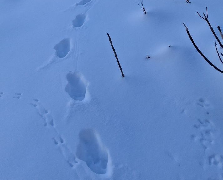 Обнаруженные следы рыси в частном секторе в Бугульме. Фото: © предоставлено Тимуром Гиниатуллиным