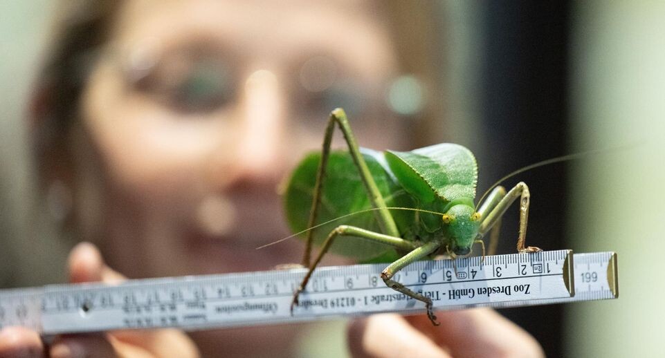    Sebastian Kahnert/dpa / www.globallookpress.com