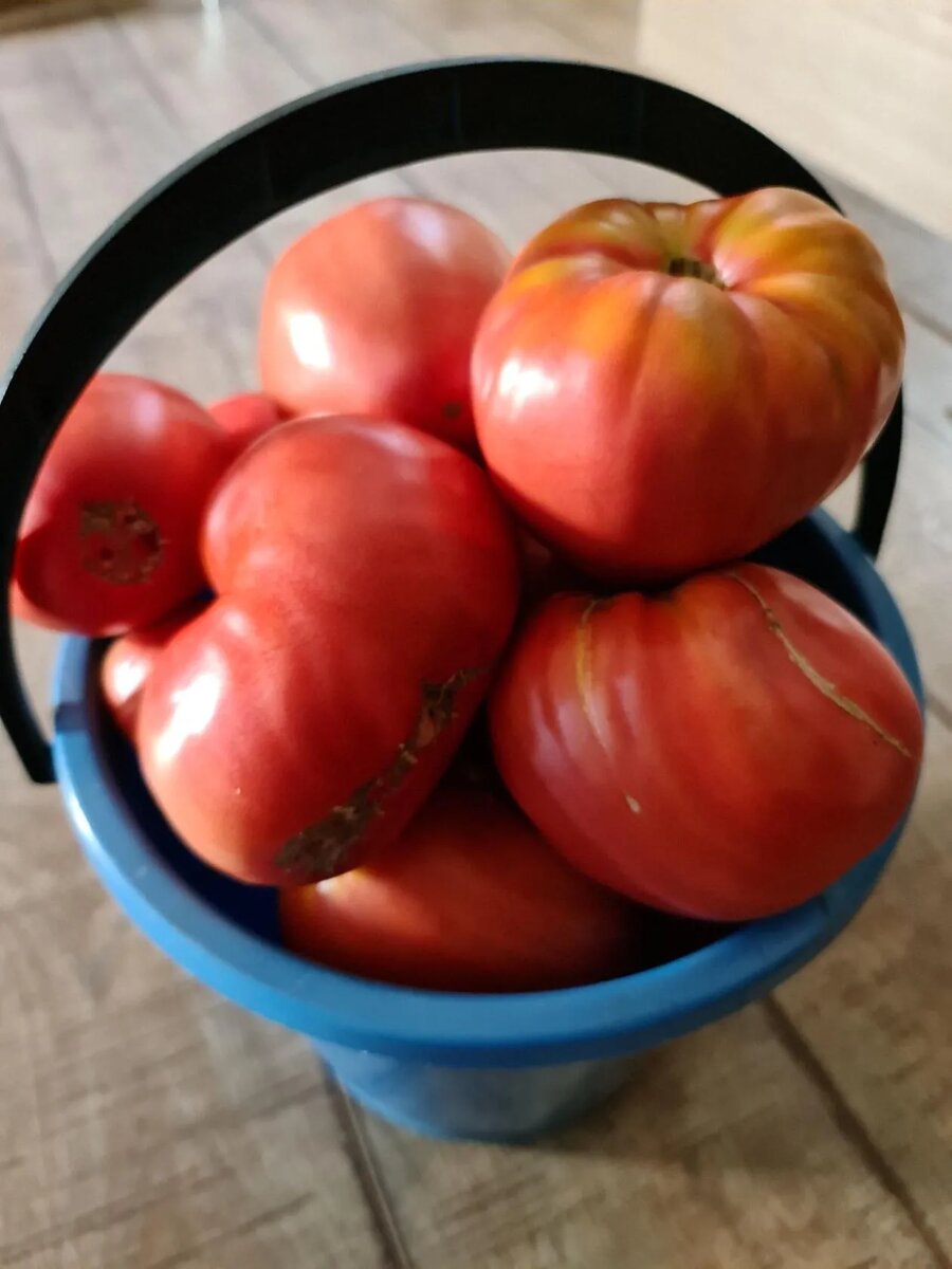 Фото для привлечения внимания. Томаты, выращенные мной
