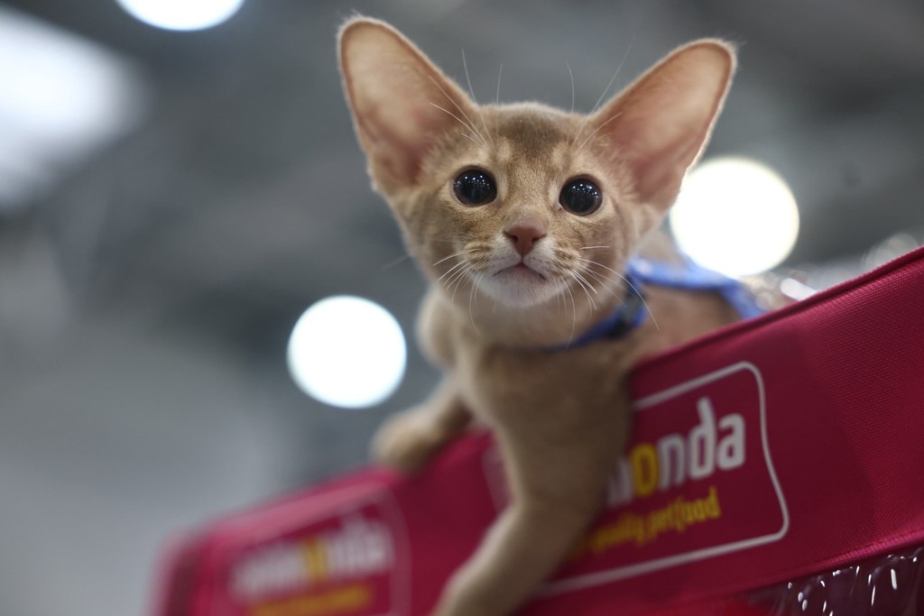    Фото © Владимир Андреев / Абзац