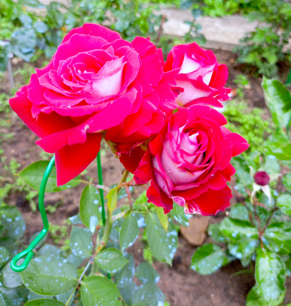 Osiria может давать как одиночные цветки, так и соцветия