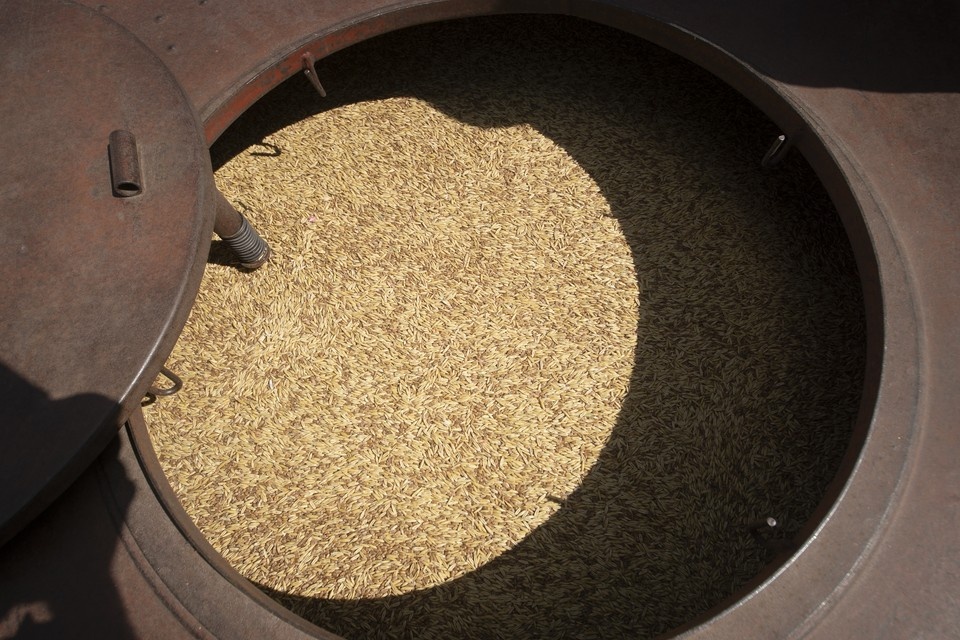    Качественные семена - фундамент для получения высокого урожая. Алексей БУЛАТОВ