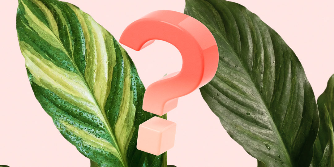 SOS! Вариегатное растение теряет окраску! Чем помочь?