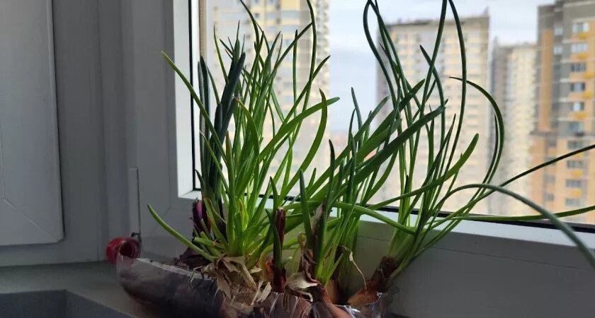    Фото usolie.info