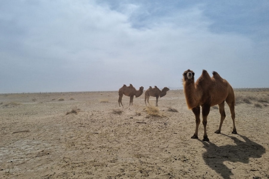 Дикий двугорбый верблюд предпочитает степи Монголии. Фотография из интернета