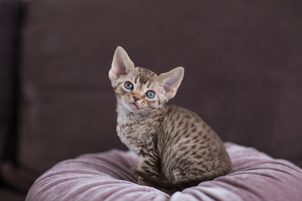 Девоны обладают яркой, ни на кого не похожей и трогательной внешностью. Источник: Vilvarin / Shutterstock / FOTODOM📷
