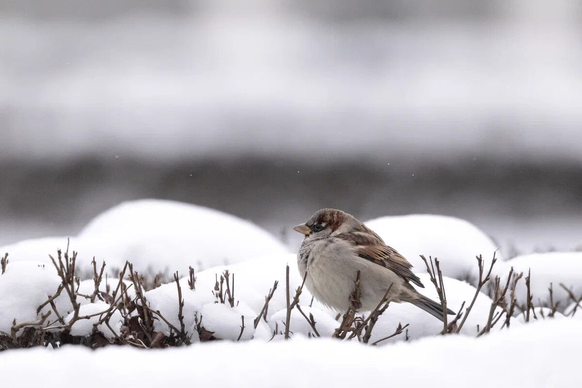 Домовый воробей