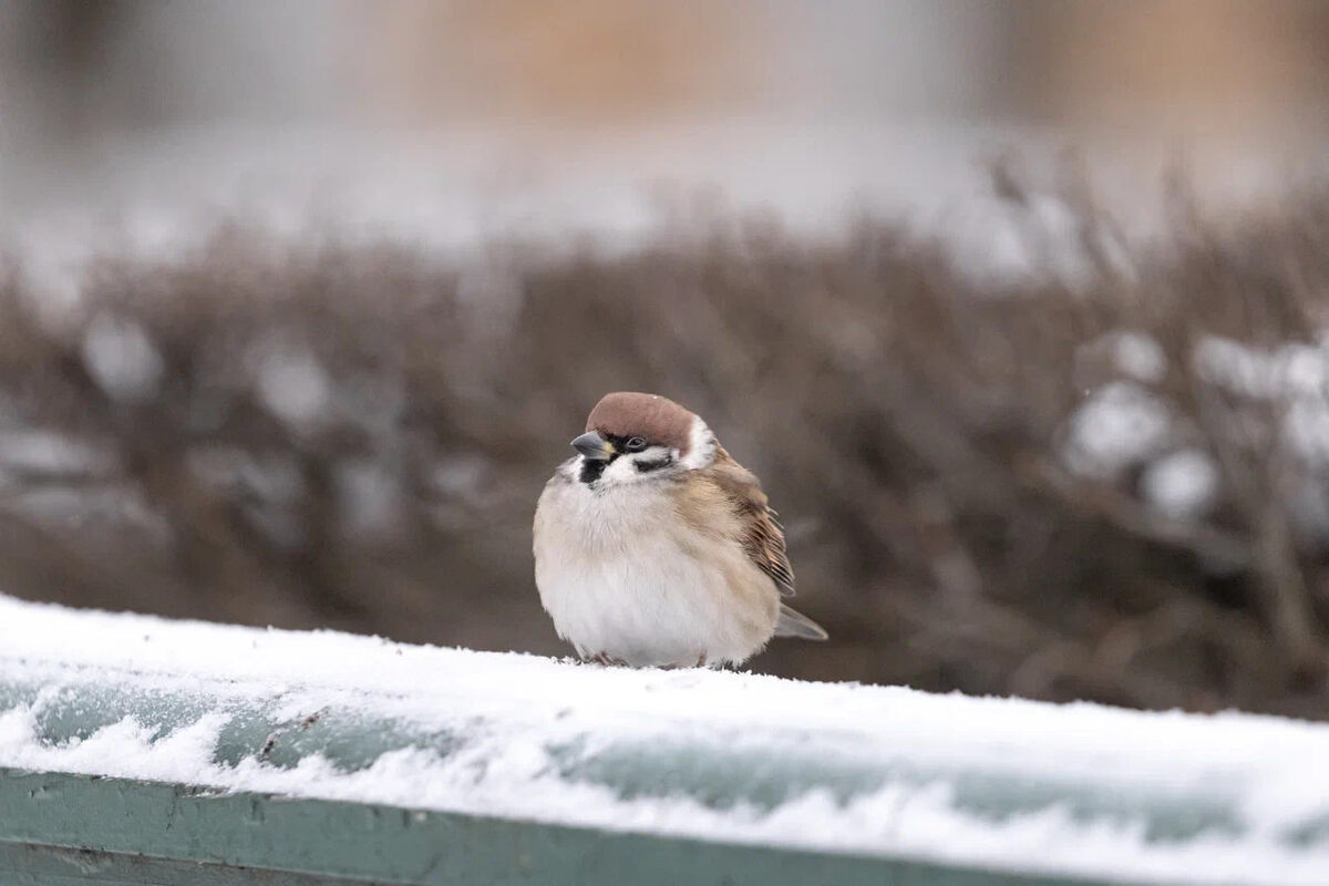 Полевой воообей