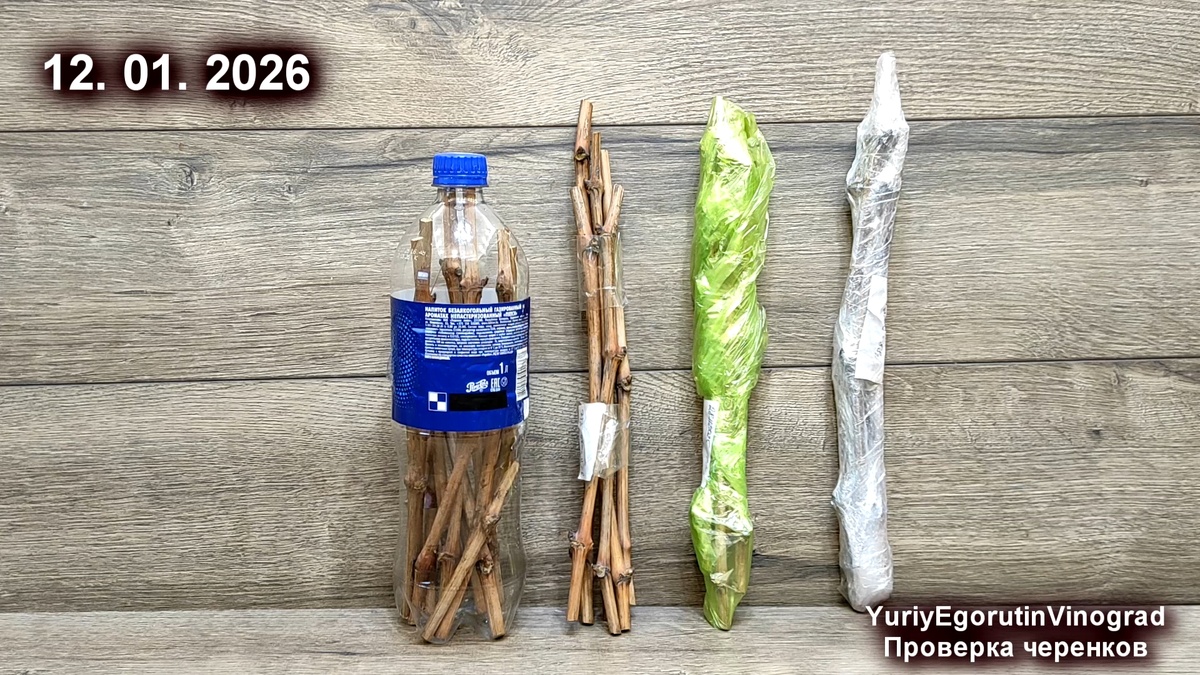 Эксперимент с хранением черенков.