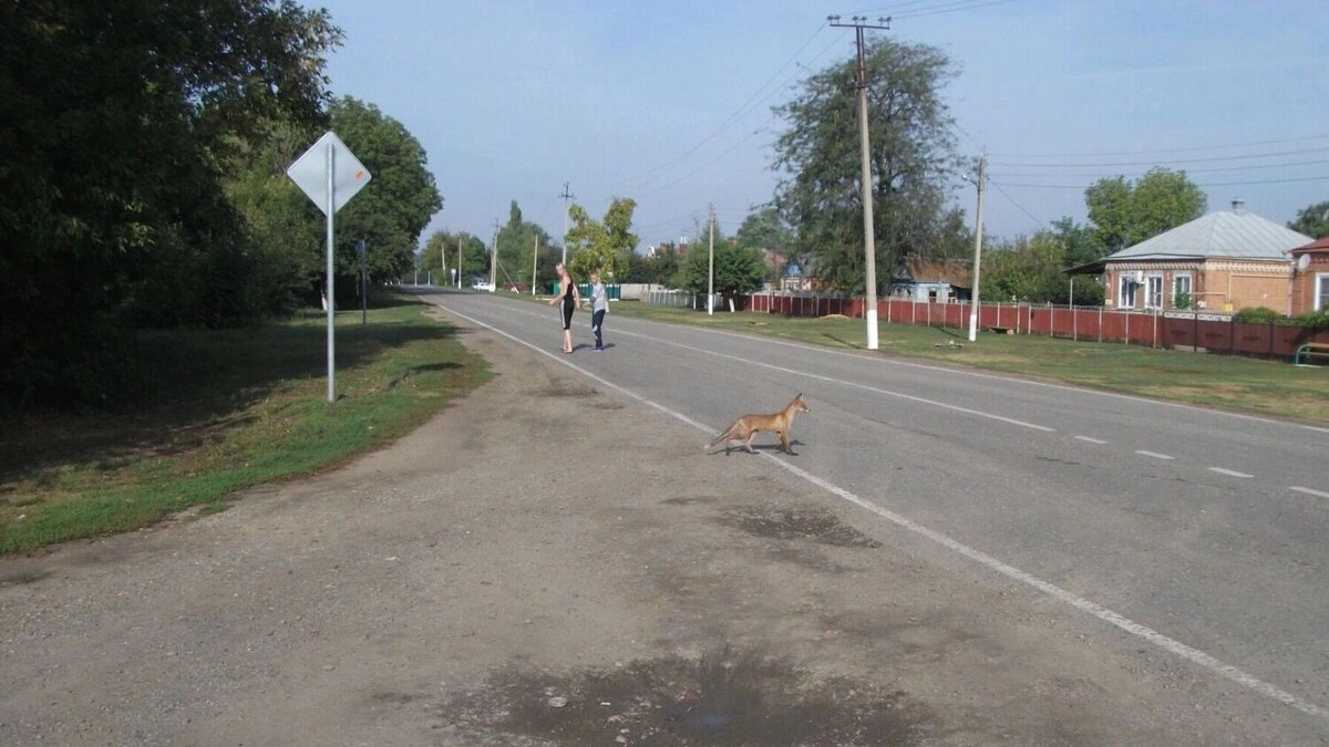    Лисы могут представлять опасность для домашних питомцев, особенно для собак.   rostovgazeta.ru