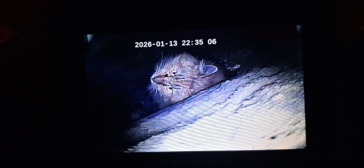 Кот в дымоходе. Его пытались выманить, но он просто играл со спасателями. Фото: «Кошкиспас»