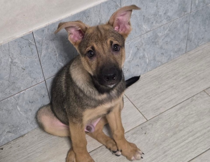 В среду щенка выпустят на мороз! Срочный поиск дома