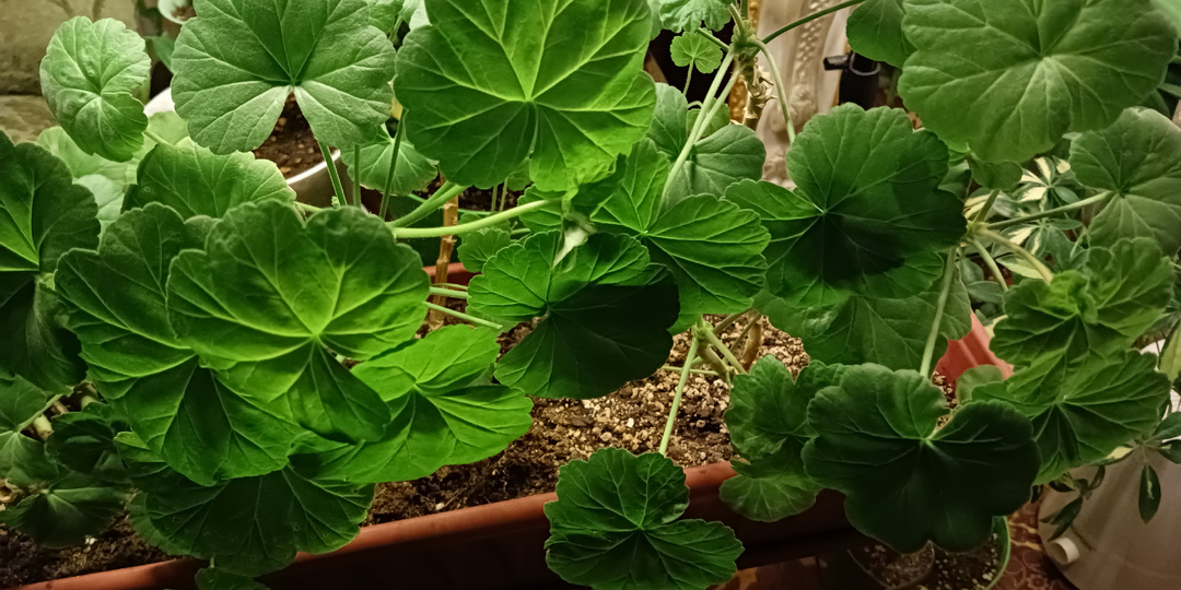 Реанимация Пеларгонии в зимний период