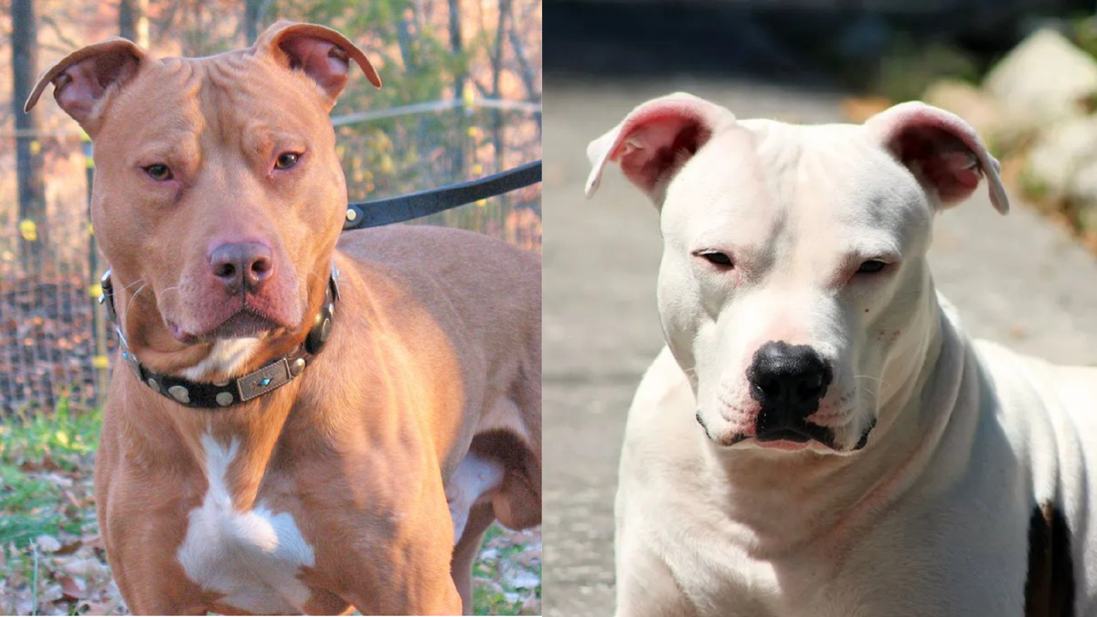 Американский питбуль