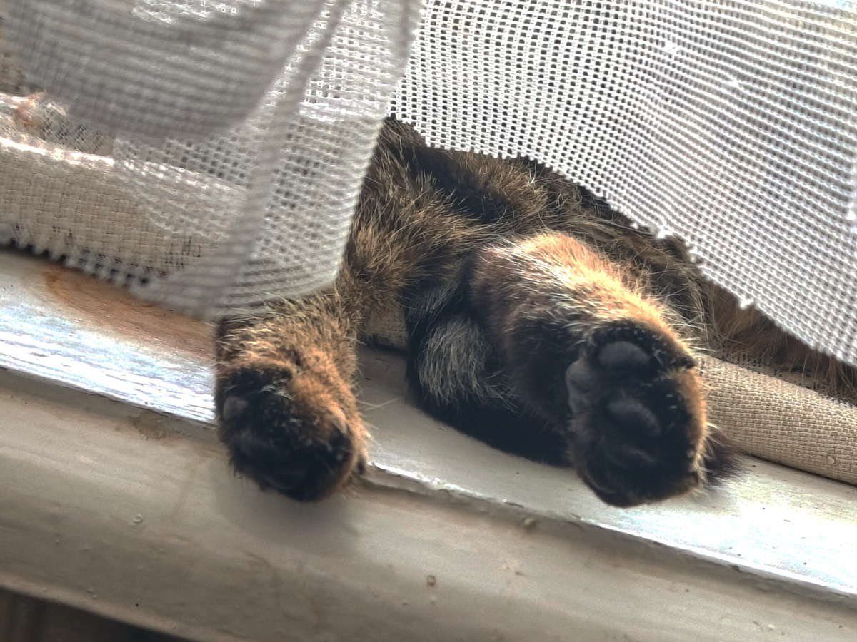 Лапки греются на солнышке