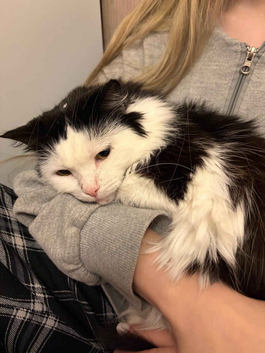 Смотрите, как они спелись! Лиза так часами может лежать на руках у Ксюши. За это дочка называет её терпеливой. Но, на мой взгляд, Лиза вообще не терпит. Она наслаждается общением. Разве так терпят? Она же полностью довольна жизнью! 