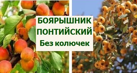 боярышник понтийский без колючек