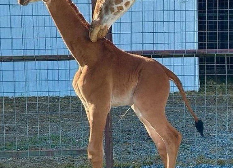 Первый в мире жираф без пятен