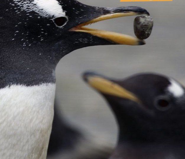 Любовь на камнях: как пингвины делают предложение